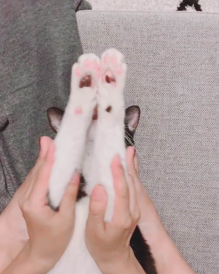 korokoronyaのインスタグラム