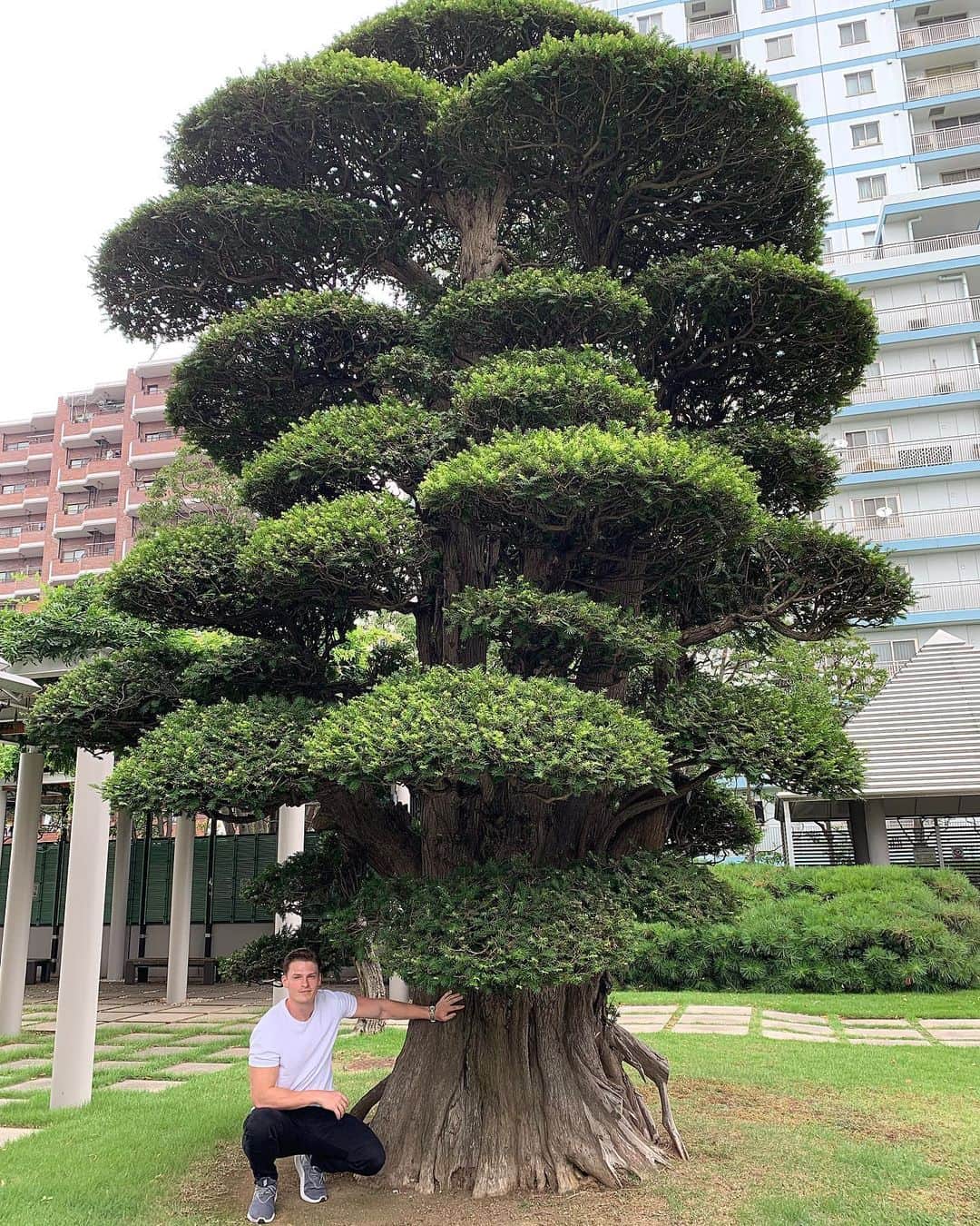 村雨辰剛さんのインスタグラム写真 - (村雨辰剛Instagram)「都会のど真ん中に立派な木を見つけるとテンションが☝️☝️ #カヤ」9月14日 18時34分 - tatsumasa.murasame