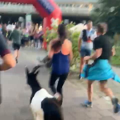 ロビン・ファン・ペルシのインスタグラム：「‪You just know you made the right call to retire when the goat beats you at the finish line 😂🤣🐐🤷🏻‍♂️‬」
