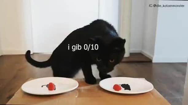 のインスタグラム：「You can't force me You're not my real mom⠀ ⠀ 📹@die_katzenmonster⠀ ⠀ #meowed #foodreview #🇩🇪 #blackcat」