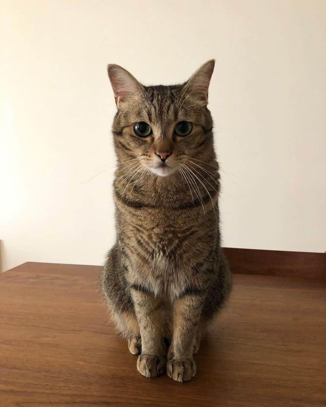 のインスタグラム：「love😍 . . . #ちゃんた943日目 #猫 #ねこ #cat #cats #love #chat #ilovecat #instacat #catlover #cute #catoftheday #tigre #mignon #cats_of_instagram  #catsofinstagram #catstagram #browntabby #愛猫 #保護猫 #被災猫 #キジ猫 #キジトラ」