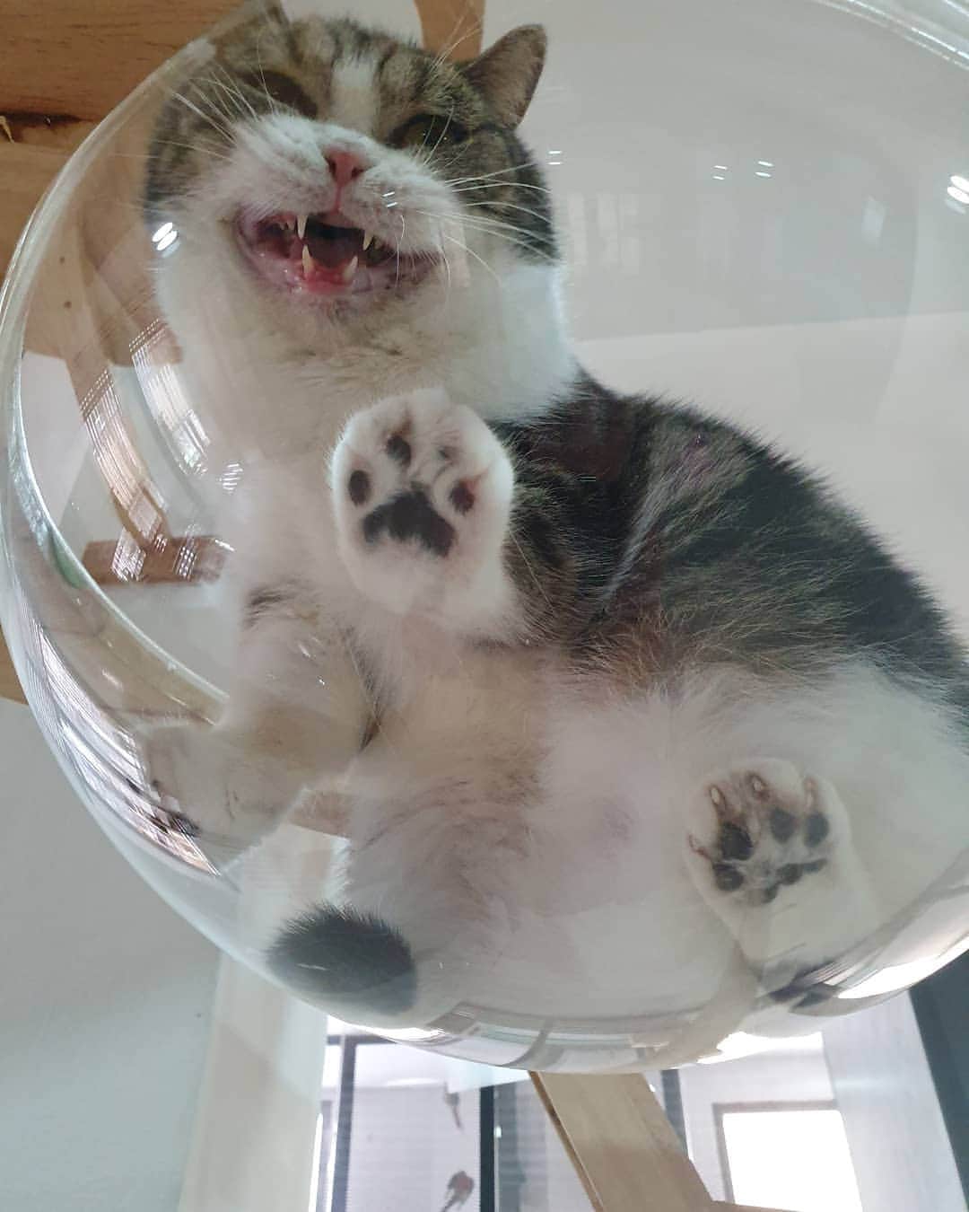のインスタグラム：「Sm;)e  แจกความสดใสให้ทุกคนฮะ 🥰  #smilingcat #ทาสแมว #scottishfold #catsofinstagram  #cheetahteamonlyyui」