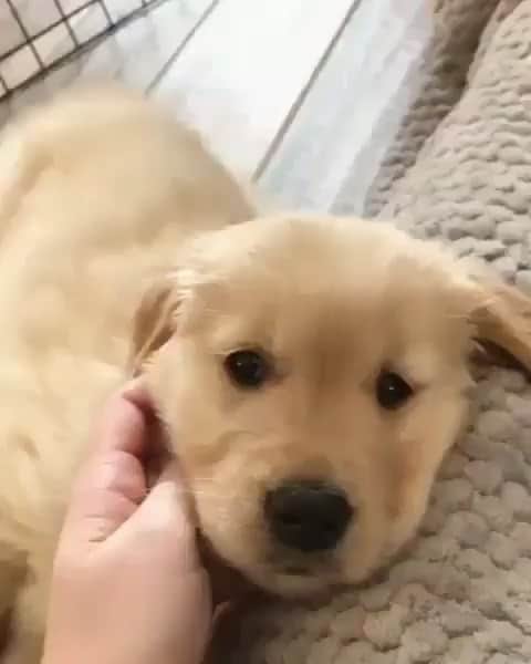 The Critter Havenのインスタグラム：「Such a cutie  Video by @from.the.view.of.boo  #TheCritterHaven」
