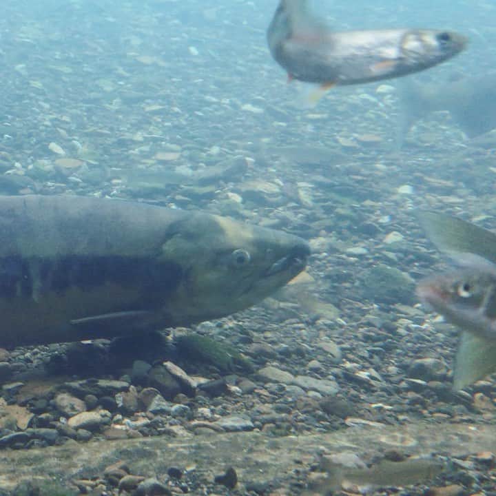 CLEAR de SIGNのグルメインスタ