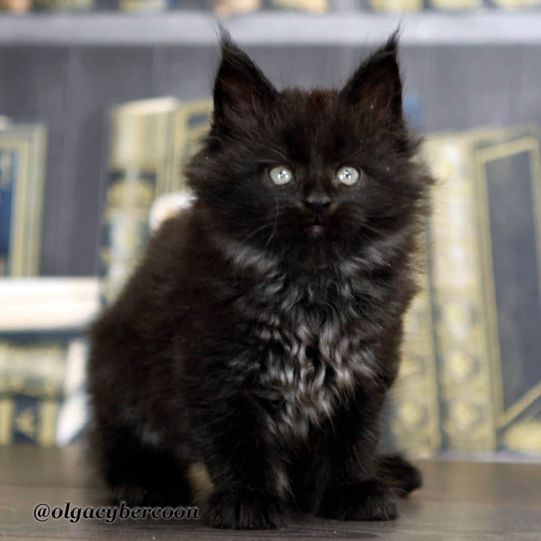 МейнКун MaineCoon Питомникのインスタグラム：「Пупс🍼🐯🐾😻❤️❤️❤️」