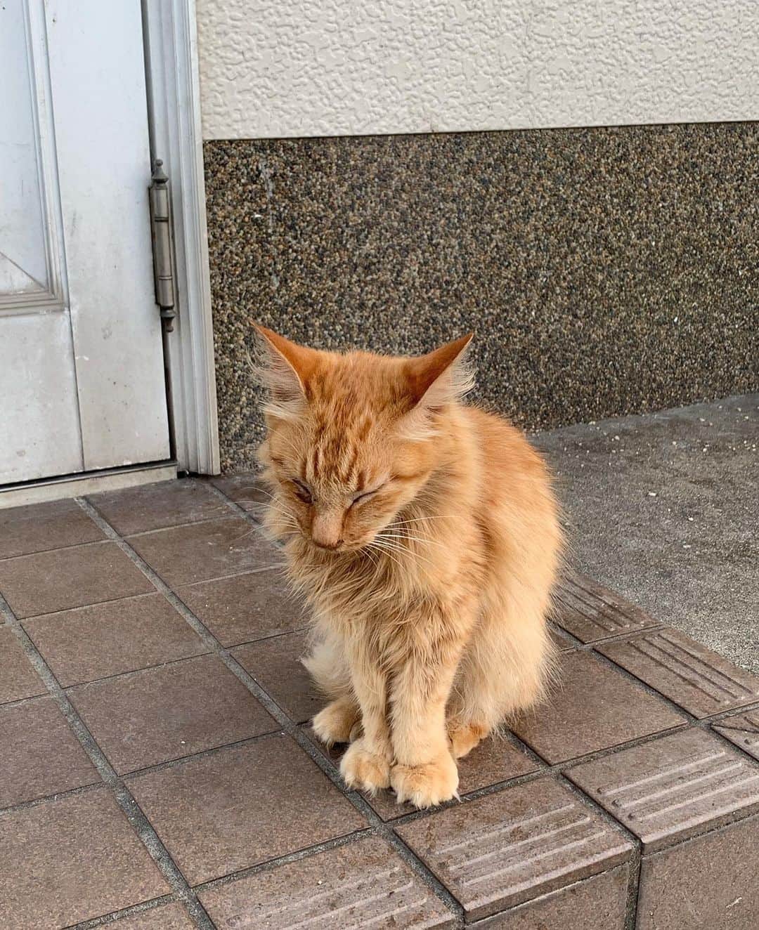 藤田日和のインスタグラム：「🐈」