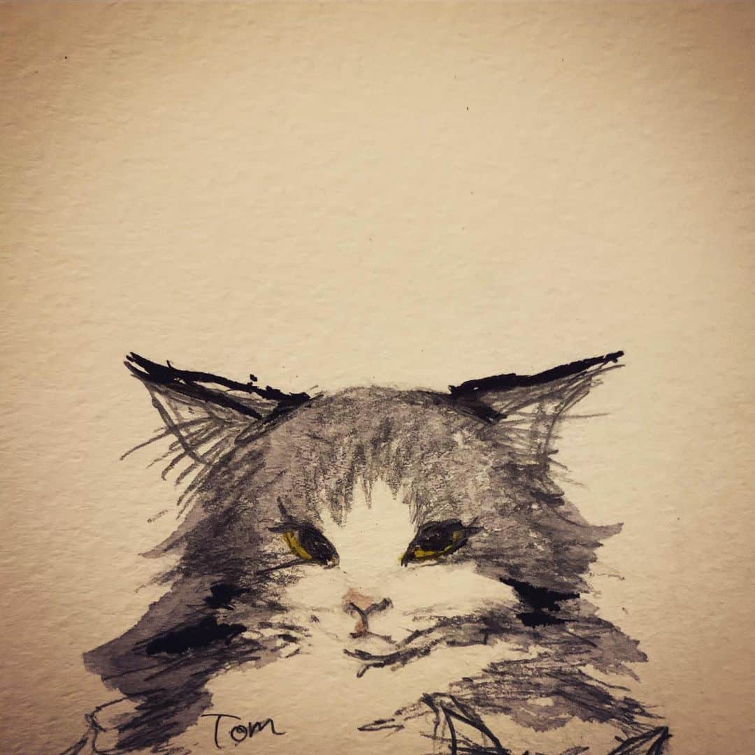 澤田友美さんのインスタグラム写真 - (澤田友美Instagram)「. Tom😾 . @muttiyukiko 実家のふてくされたTom笑 . . #drawing #norwegianforestcat #cat  #ノルウェージャンフォレストキャット」9月14日 21時59分 - tomomi__sawada