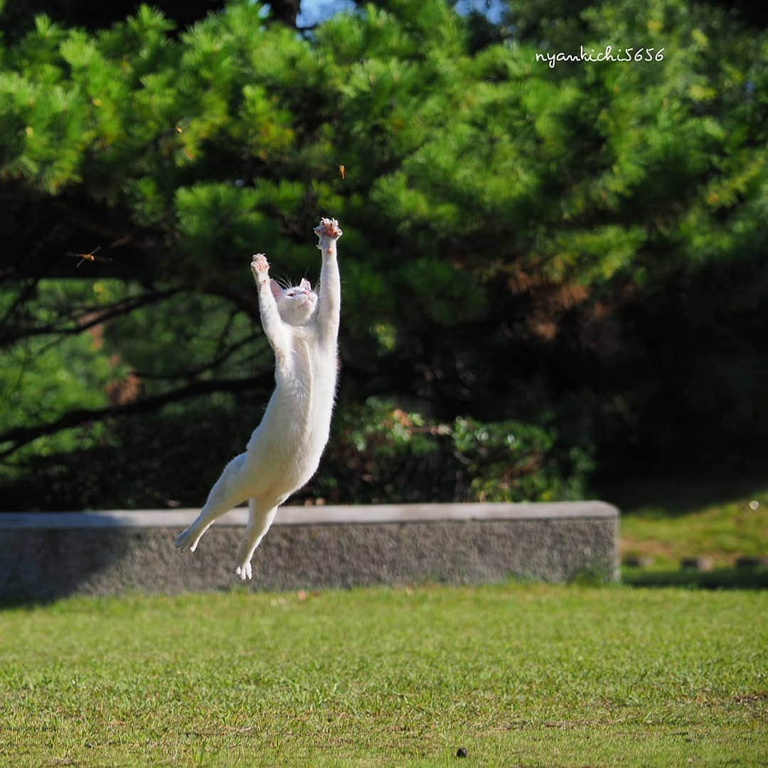 路地裏のにゃん吉さんのインスタグラム写真 - (路地裏のにゃん吉Instagram)「I Go Wild  シロタンじゃないよ、衝撃デビューのエデン。 去年はシロタンで同じアングルで撮ったけど、今年はエデンが狩ってくれた👉✨ﾄﾝﾎﾞ  #生き抜け野良猫 エデン #แมว #igersjp#ねこ#猫#ig_japan#ねこ部#ふわもこ部#kittens_of_world #にゃんすたぐらむ#みんねこ #cats#ファインダー越しの私の世界 #catsofinstagram#catstocker#gatto#catloversclub #東京カメラ部#icu_japan#team_jp_西 #고양이#nekoclub #catstagram#japan_photo_now #bestcatclub #katze #balousfriends#ファインダーは私のキャンパス #TandDフォトコンテスト2019 #try」9月14日 22時04分 - nyankichi5656