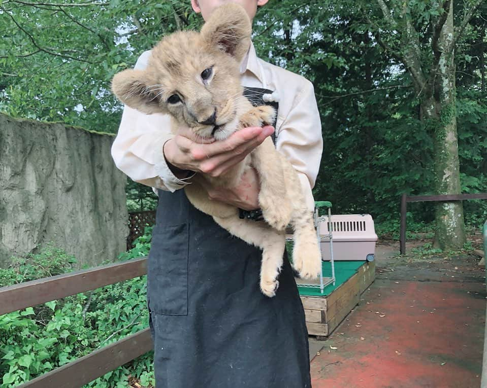 小澤しぇいんさんのインスタグラム写真 - (小澤しぇいんInstagram)「これが本物のシンバ！🦁 富士サファリパークに行ってきました🗻🐾 大好きな赤ちゃんライオンを抱っこする夢が叶った💕 動物って本当に可愛くて癒し〜。たくさん触れ合って癒されて幸せな時間でした♡」9月14日 22時32分 - 1217_shane