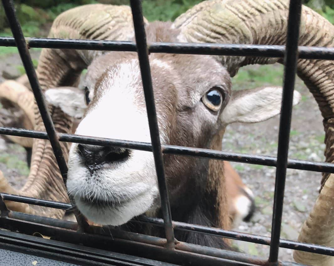 小澤しぇいんさんのインスタグラム写真 - (小澤しぇいんInstagram)「これが本物のシンバ！🦁 富士サファリパークに行ってきました🗻🐾 大好きな赤ちゃんライオンを抱っこする夢が叶った💕 動物って本当に可愛くて癒し〜。たくさん触れ合って癒されて幸せな時間でした♡」9月14日 22時32分 - 1217_shane