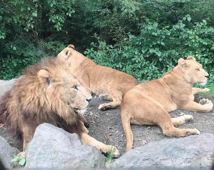 小澤しぇいんさんのインスタグラム写真 - (小澤しぇいんInstagram)「これが本物のシンバ！🦁 富士サファリパークに行ってきました🗻🐾 大好きな赤ちゃんライオンを抱っこする夢が叶った💕 動物って本当に可愛くて癒し〜。たくさん触れ合って癒されて幸せな時間でした♡」9月14日 22時32分 - 1217_shane