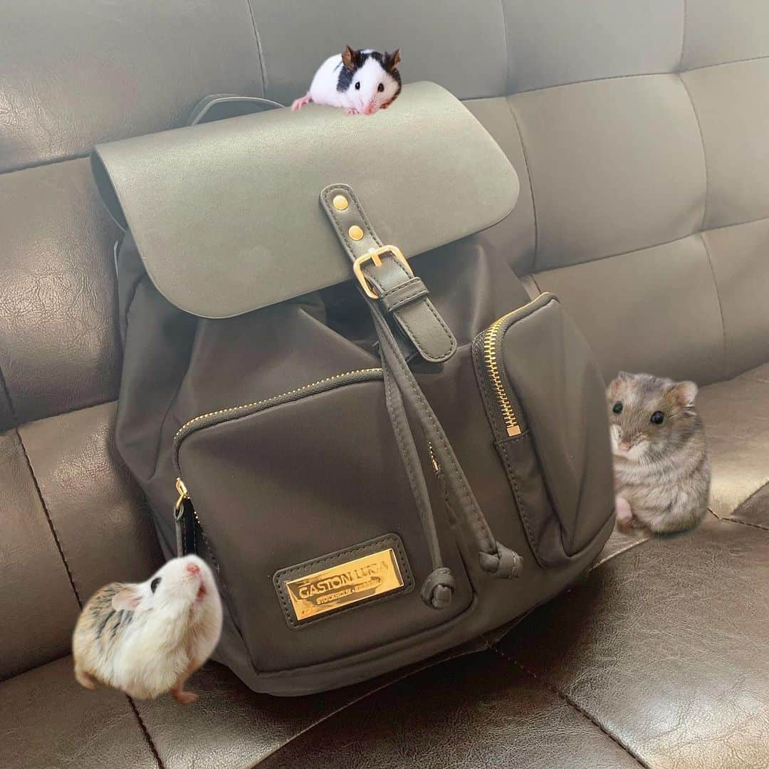 hamster_mocoさんのインスタグラム写真 - (hamster_mocoInstagram)「なつ＆ミチ＆ウメちゃんコラボPR😉 ･ オシャレなリュックが大人気の✨ガストンルーガ✨ @gastonluga から新商品が発売されました🐹🐾 ･ オシャレなお色が沢山〜😍✨飼い主は迷いに迷って結局ブラックを選びました😂 ･ ナイロン製で軽くて、所々に革も使われていて高級感があるのでどんなファッションとも相性バツグンです😉👍 ☺︎︎ ･ 【Pärlan】軽くて耐水性のある素材を使用。内ポケットと2つの外ポケット、そして背面の隠しポケットを備え、どんな場面でも活躍するバックパックです✨ ･ 【Börs】耐久性のあるPUレザーを使用。カード、小銭、紙幣などを収納できる4つのコンパートメントを配しています。 丈夫なファスナー開閉で、貴重品を安全に収納できるデザイン。 バックパックに取り付けて、または手首にかけても使用できる取り外し可能なストラップで、使い方は自由自在です✨ ****************************** 🐾公式サイトで15%offになるディスカウントコード>>>>: asahiF15(期限なし) 🐾公式オンラインストア <https://gastonluga.com> 🐾送料/返送料 無料 ****************************** ･ #GastonLuga #ガストンルーガ #anywherewithGL #リュック#バックパック#リュック女子 #ハムスターミチ#ハムスター春夏秋冬#パンダマウスおにぎり三姉妹 #ハムスター#パンダマウス」9月14日 22時33分 - asahi.fl