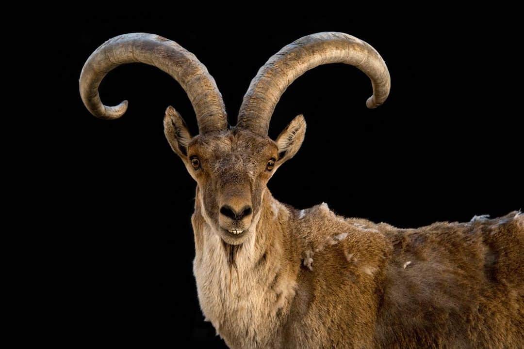 Joel Sartoreさんのインスタグラム写真 - (Joel SartoreInstagram)「Living in close proximity to humans, Spanish ibex, like this one @zoo_aquarium_madrid, are a familiar sight throughout much of Spain and Portugal. This species occurs in rocky habitats, preferring areas that are interspersed with scrub or pine trees. Their impressive horns make them a favored species for trophy-hunting, which provides an important source of revenue for local communities in rural areas.Thankfully, the ibex does not appear to be experiencing any population declines, and is known for rapidly colonizing new areas when suitable habitat is available. In recent years the species has actually been expanding its home range to cover a larger area. #ibex #spanishibex #bighorns #goat #PhotoArk #savetogether」9月14日 22時40分 - joelsartore
