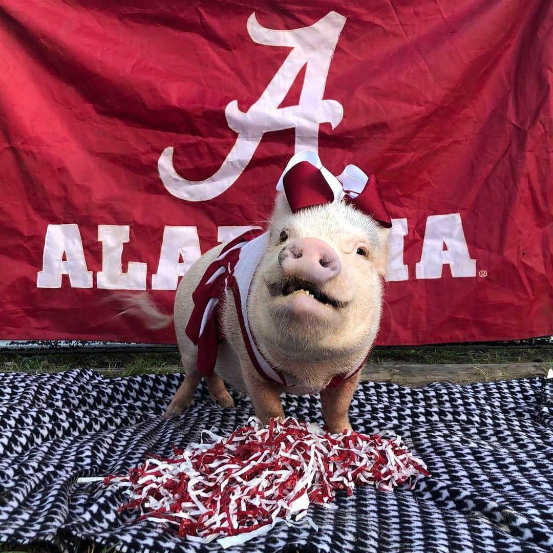 Priscilla and Poppletonさんのインスタグラム写真 - (Priscilla and PoppletonInstagram)「All smiles and tail wags to be cheering for Alabama for the 7th season in a row. Let’s go BAMA!🐷🎉#BeatSouthCarolina #RollTide #Alabamacheer #CrimsonTide #PrissyandPop」9月14日 23時03分 - prissy_pig