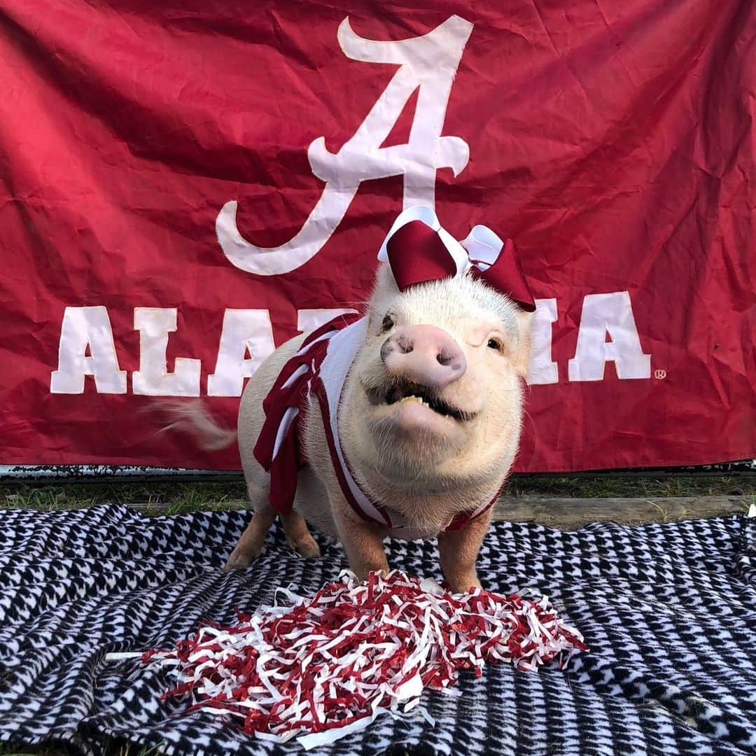 のインスタグラム：「All smiles and tail wags to be cheering for Alabama for the 7th season in a row. Let’s go BAMA!🐷🎉#BeatSouthCarolina #RollTide #Alabamacheer #CrimsonTide #PrissyandPop」