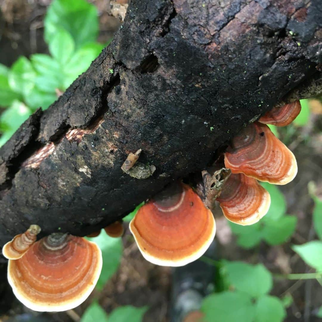 キーファー・ハベルさんのインスタグラム写真 - (キーファー・ハベルInstagram)「#mushrooms and other #organisms from a #summer #naturewalk in #michigan」9月14日 23時30分 - chiefkeifofreef