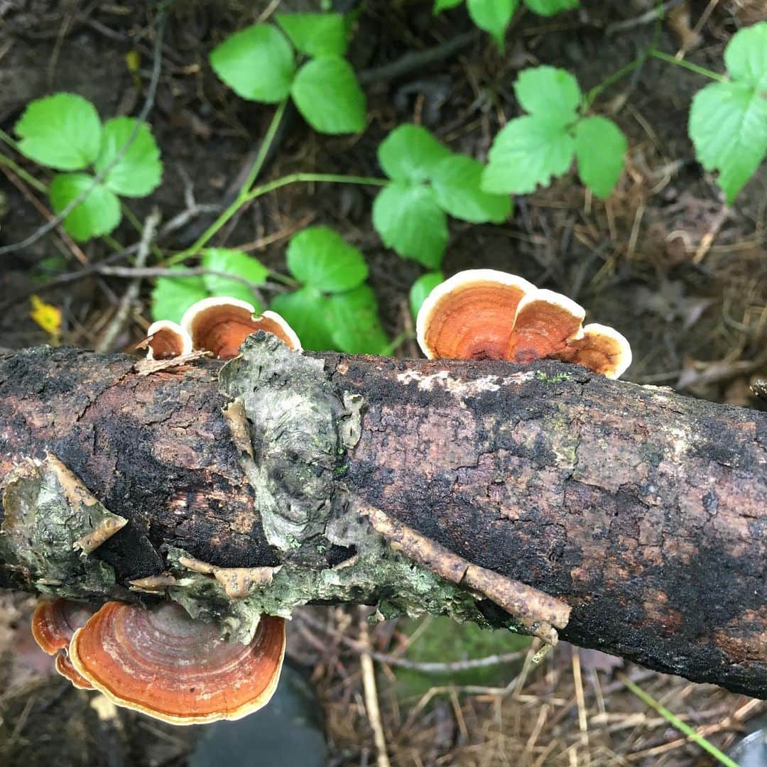 キーファー・ハベルさんのインスタグラム写真 - (キーファー・ハベルInstagram)「#mushrooms and other #organisms from a #summer #naturewalk in #michigan」9月14日 23時30分 - chiefkeifofreef
