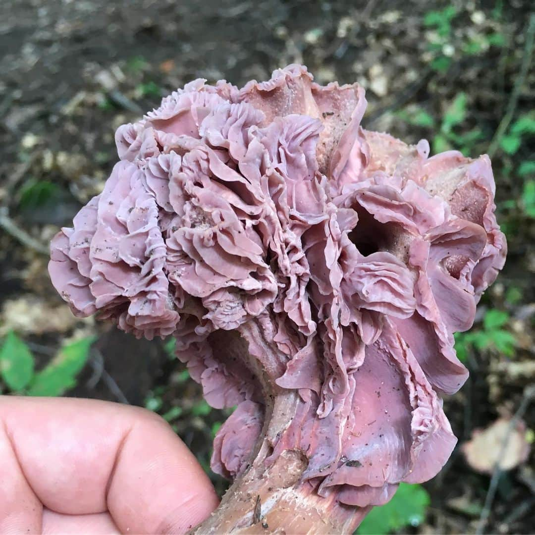 キーファー・ハベルのインスタグラム：「#mushrooms and other #organisms from a #summer #naturewalk in #michigan」