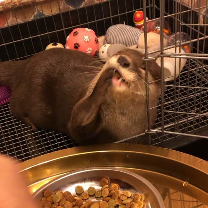 中村秀香のインスタグラム：「深夜のお供に …  私が先日行った #カワウソカフェ での、手で器用に餌を食べる #コツメカワウソ の様子をどうぞ☺️」