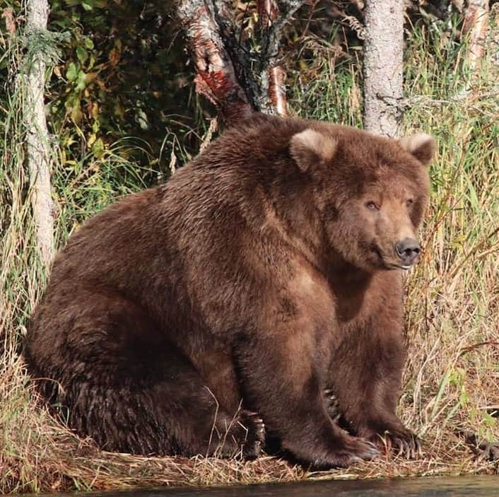 アメリカ内務省さんのインスタグラム写真 - (アメリカ内務省Instagram)「Wanna go to brunch? How about thirdmeal? Let’s grab a snack! This time of year, brown bears are going into a process called hyperphagia -- an overwhelming urge to eat as much as possible to prepare for winter and hibernation. The #bears that pack on the most pounds are the bears most likely to survive the dark, cold months ahead. So when you look at this picture of a chubby bear at #Katmai National Park & Preserve in #Alaska, remember that a fat bear is a healthy bear. Photo @katmainpp by #NationalPark Service. #wildlife #travel #FindYourPark #usinterior」9月15日 0時31分 - usinterior