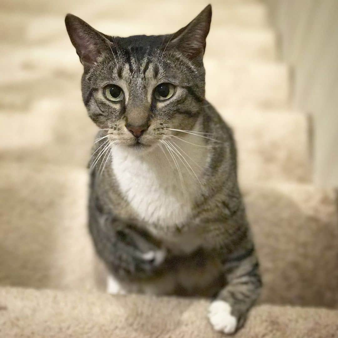 Venus Cat さんのインスタグラム写真 - (Venus Cat Instagram)「Is my adopted brother @roothekangaroocat going up the stairs or down? (I’ll post the answer in stories later tonight). Also, did you know he only uses 3 legs? He has Radial Hypoplasia like my other adopted brother @totally_tater but Roo cannot put weight on that leg. He can use it to play with toys and pull (like his nails on a scratching post) but it’s not weight bearing.  Learn more about my other brothers and sisters and how we are different in our own way at @venusandfamily 😺. Happy Caturday everyone! 😽 #upordown #illusion #roo #radialhypoplasia #perfectlyimperfect」9月15日 0時43分 - venustwofacecat