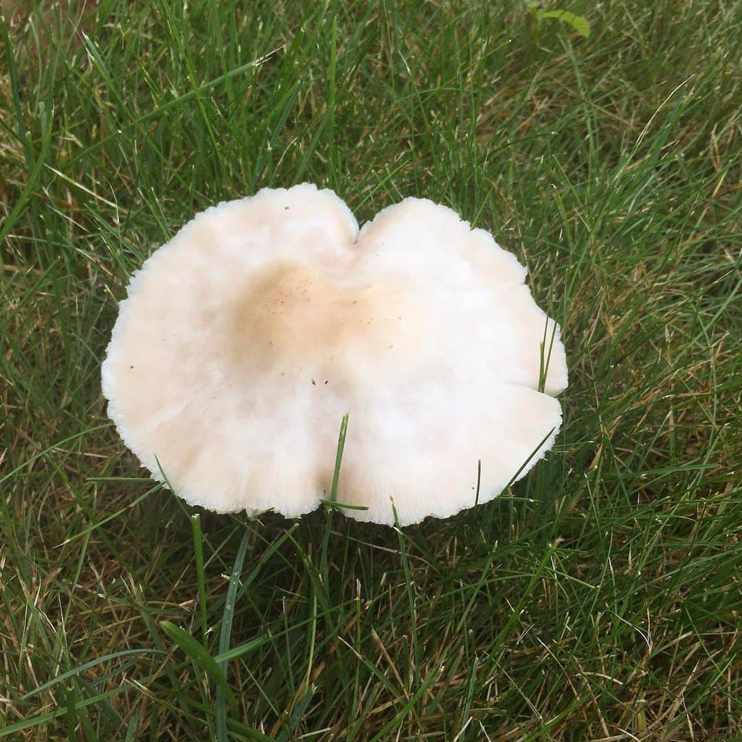 アウル・シティーさんのインスタグラム写真 - (アウル・シティーInstagram)「Advice from this mushroom: 🍄 Be down-to-earth Keep a low profile Stay well-rounded Start from the ground up Be a fungi」9月15日 1時08分 - owlcityofficial