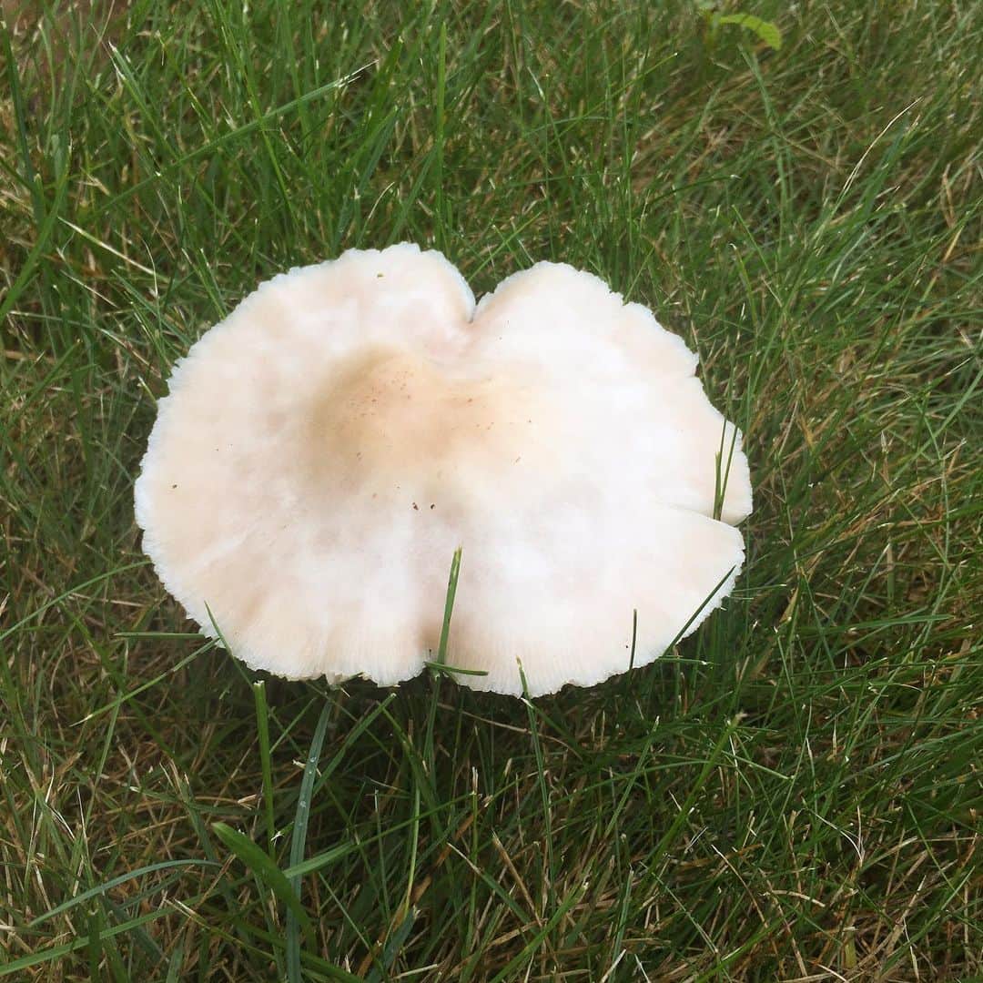 アウル・シティーのインスタグラム：「Advice from this mushroom: 🍄 Be down-to-earth Keep a low profile Stay well-rounded Start from the ground up Be a fungi」