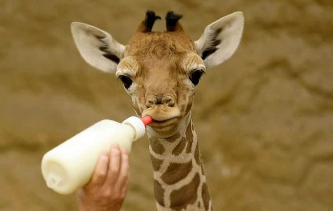 Baby Animalsさんのインスタグラム写真 - (Baby AnimalsInstagram)「Baby needs her milk!」9月15日 1時32分 - thebabyanimals