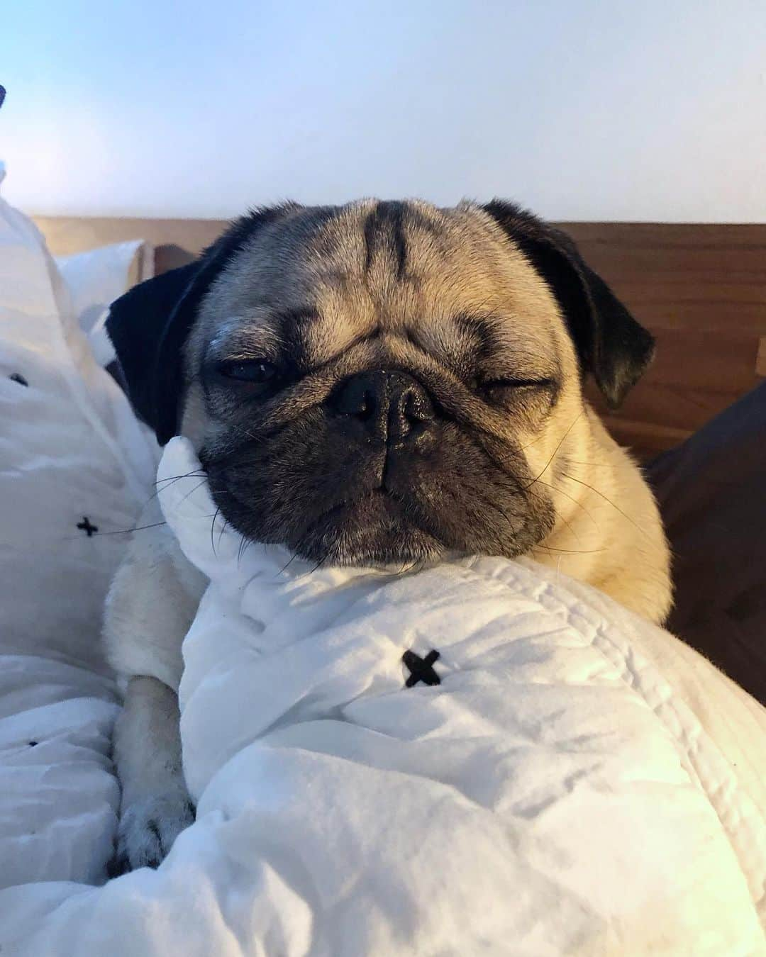 itsdougthepugさんのインスタグラム写真 - (itsdougthepugInstagram)「“I am a king and ur pillow is my throne” -Doug」9月15日 1時41分 - itsdougthepug