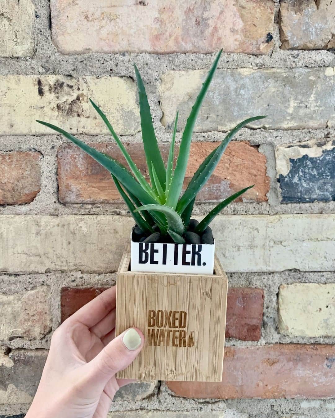 BoxedWaterのインスタグラム