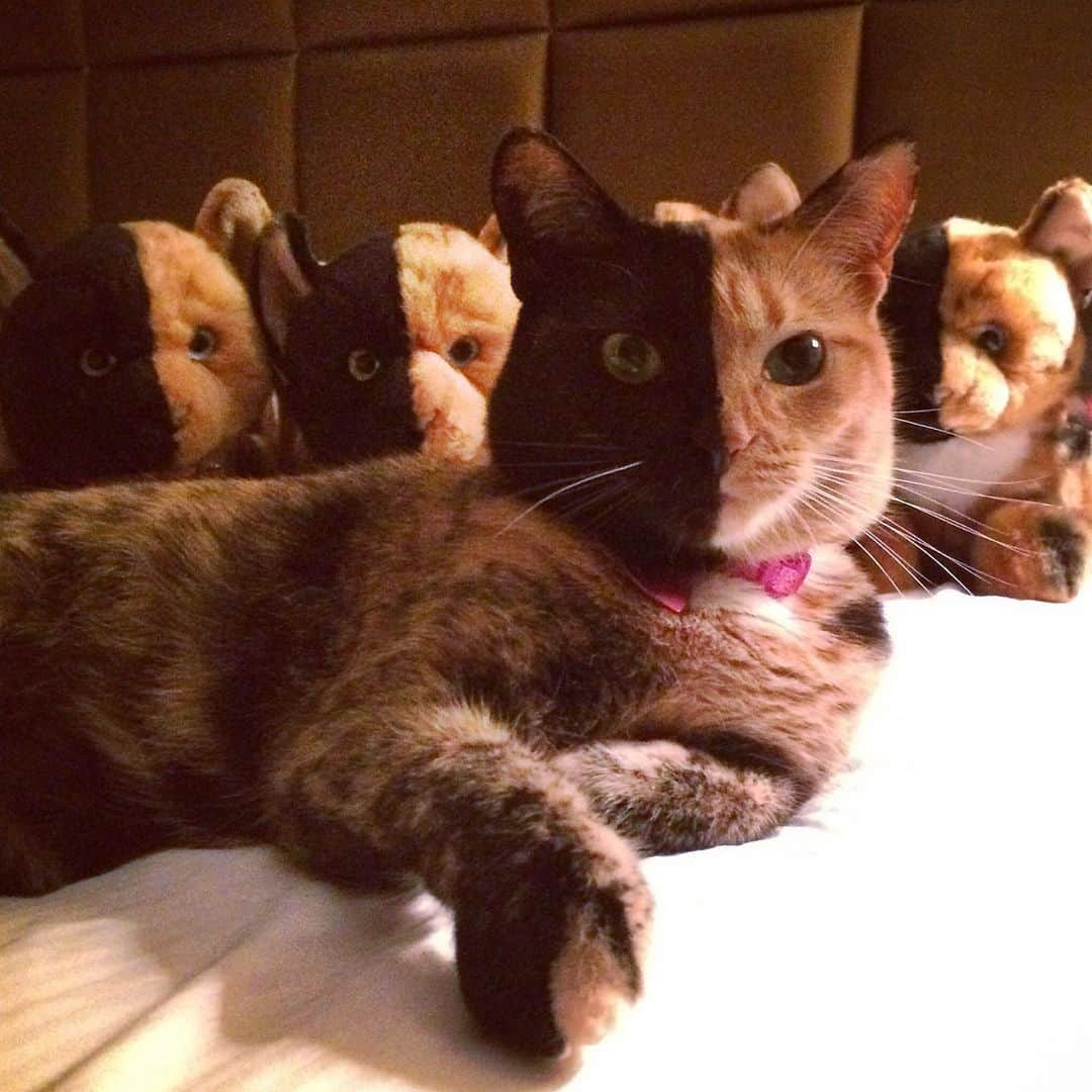 Venus Cat さんのインスタグラム写真 - (Venus Cat Instagram)「Found this back in the archives... The only kind of babies I’ll ever have (spayandneuter)! This was back in 2013 when GUND @gottagettagund made an official plush of me. Here’s the back story which I don’t think I ever posted: Grumpy Cat’s plush came out on the same launch (also by GUND). Because she was trending/setting records of fame like no other (throwing everyone in the shadows as the queen of cat fame), and stores couldn’t keep stock of her plush due to demand, production on my plush was stopped within a year due to lack of sales. Tardar Sauce, aka Grumpy Cat @realgrumpycat would continue to dominate the internet cat meme world breaking records, still to this day. She’s a legend and though her days on earth are gone, her legacy will never die! Long live The Queen of memes in our hearts!❤️ If you have one of these plush Venus kitties from GUND, you have a collectible. There are less than 1500 in existence. 😺😺 #funfact #squadgoals #squad」9月15日 2時54分 - venustwofacecat