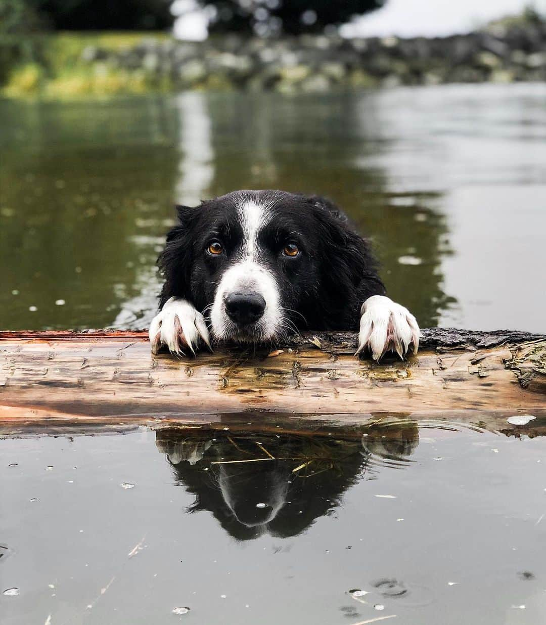 Andrew Knappさんのインスタグラム写真 - (Andrew KnappInstagram)「If you followed my story yesterday you’ll know how Momo ended up in this predicament! #shotoniphone  I walk down to this area often so Momo can swim. The tide is high twice daily. When it’s low there’s a secret sandy beach that opens up and Momo swims there instead. My absolute favourite thing about the tide coming and going twice a day is that it brings new logs and takes old ones. It deposits logs the size of cars up high onto the shore, logs that have escaped from logging tugboats. Every time I come down here, high or low tide, it’s a completely new story. New logs sit on, new sticks to throw. And it happens twice a day, every day. 🤯」9月15日 3時40分 - andrewknapp