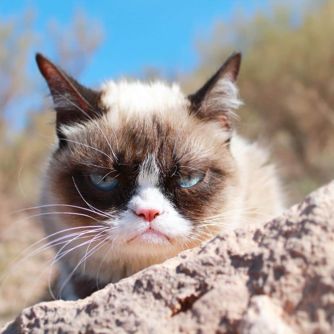 Grumpy Catさんのインスタグラム写真 - (Grumpy CatInstagram)9月15日 3時53分 - realgrumpycat