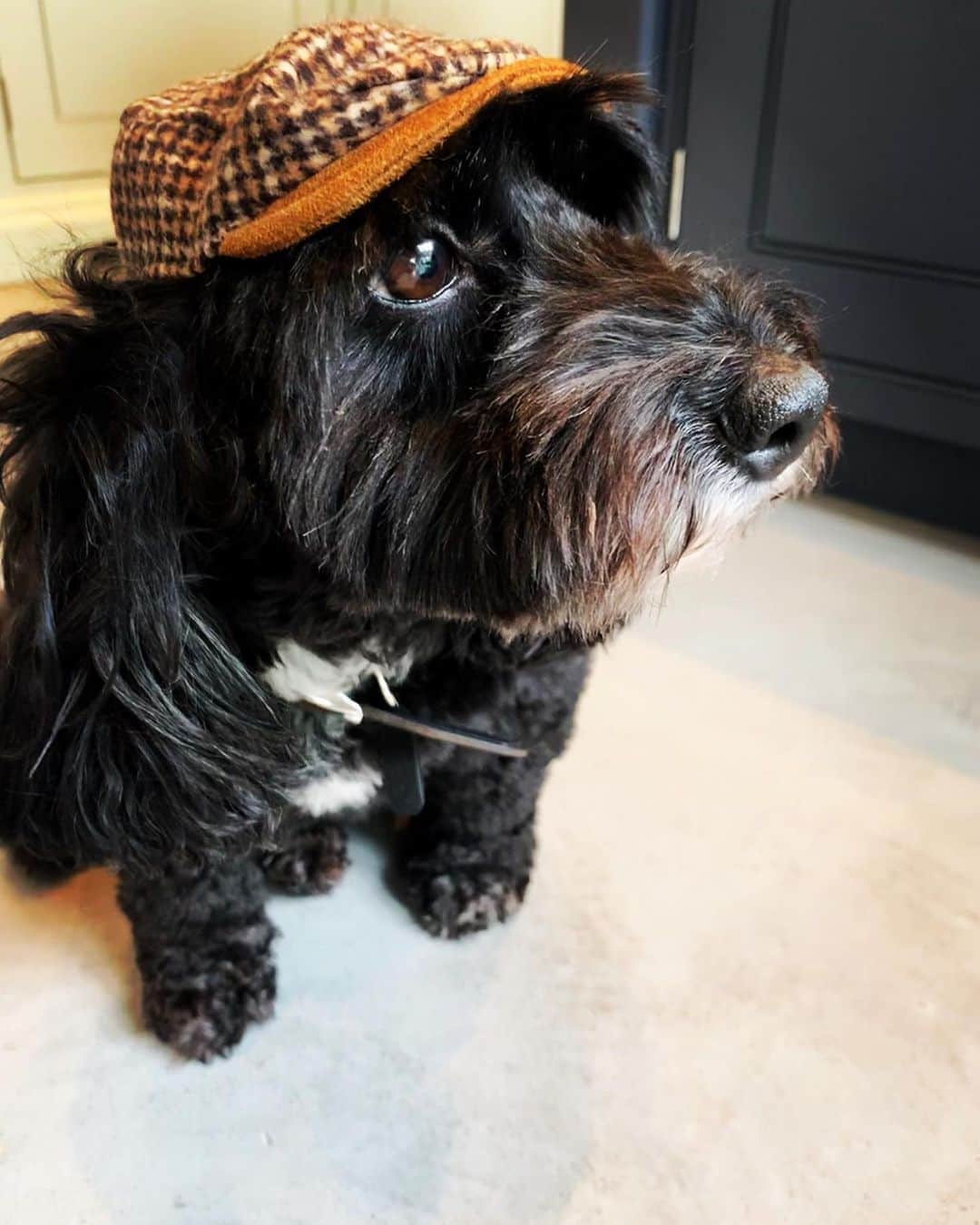 サム・クラフリンのインスタグラム：「“You’re one of us now...” By order of the Poochy Blinders.」