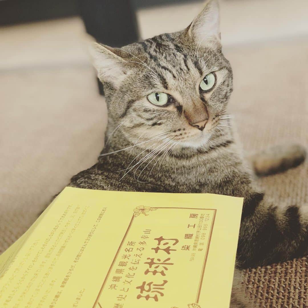村田洋二郎のインスタグラム：「やらせではない。  勝手に潜って 勝手に落ち着いた。  琉球村の看板猫になった。  ヤラセではない。  沖縄行きたいね。  君たちもいつか行こうね。  とても素敵な場所だよ。  #練馬キジトラ会」