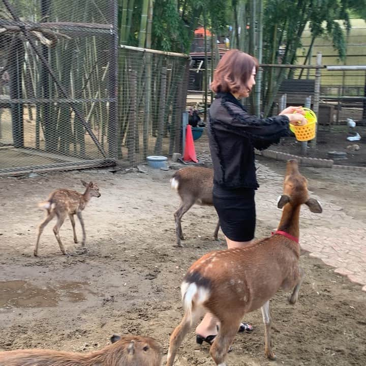 原田まりるのインスタグラム：「動物を見るのが趣味なので、念願のサユリワールドに行ってきました！！ 服を引っ張られたりしながらもたくさんご飯をあげました。緊張感もありつつ癒されました。笑  #サユリワールド #animal #カピバラ #ラマ」