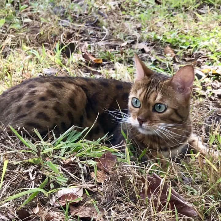 なつこのインスタグラム：「なつこさん、弟くんとお散歩したよ 😽🐾👶 ・ #なつこ #なっちゃん #なつこさん  #ペコねこ部 #みんねこ #picneko #NEKOくらぶ #猫と暮らす #猫のいる暮らし #赤ちゃんと猫 #instacat #catstagram #catlife #catlover #ilovecat #topcatphoto #catsofinstagram #bestmeow #ねこ部 #ふわもこ部 #にゃんだふるらいふ #にゃんすたぐらむ #ねこすたぐらむ #hikingcat #AdventureCats #adventurecat #猫散歩 #散歩猫」