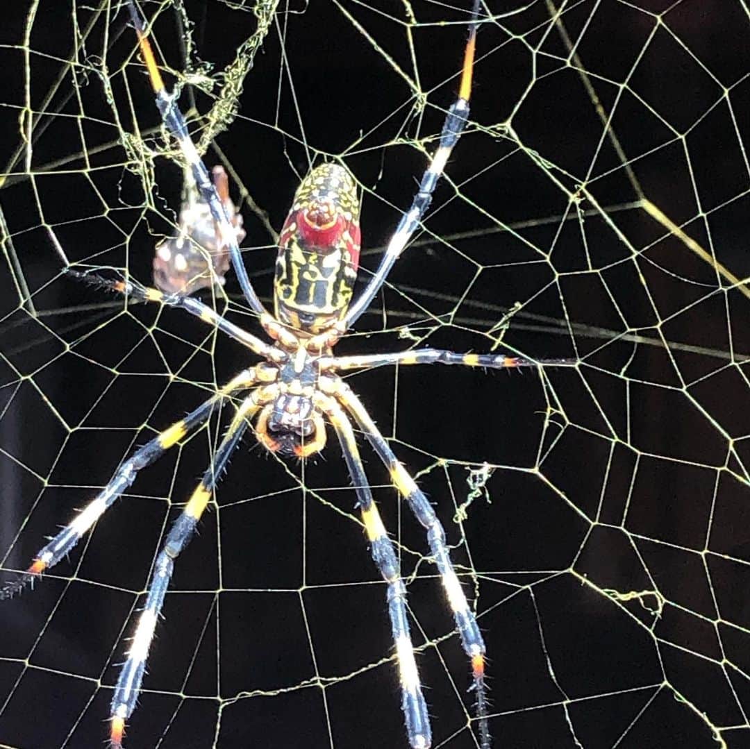 石丸幹二さんのインスタグラム写真 - (石丸幹二Instagram)「今日は自然がいっぱいの所で仕事しました。秋を感じられる花　#曼珠沙華  に #スパイダーウーマン　と　#蜘蛛の巣　と　蜘蛛の収穫物」9月29日 17時01分 - team_kanji_ishimaru