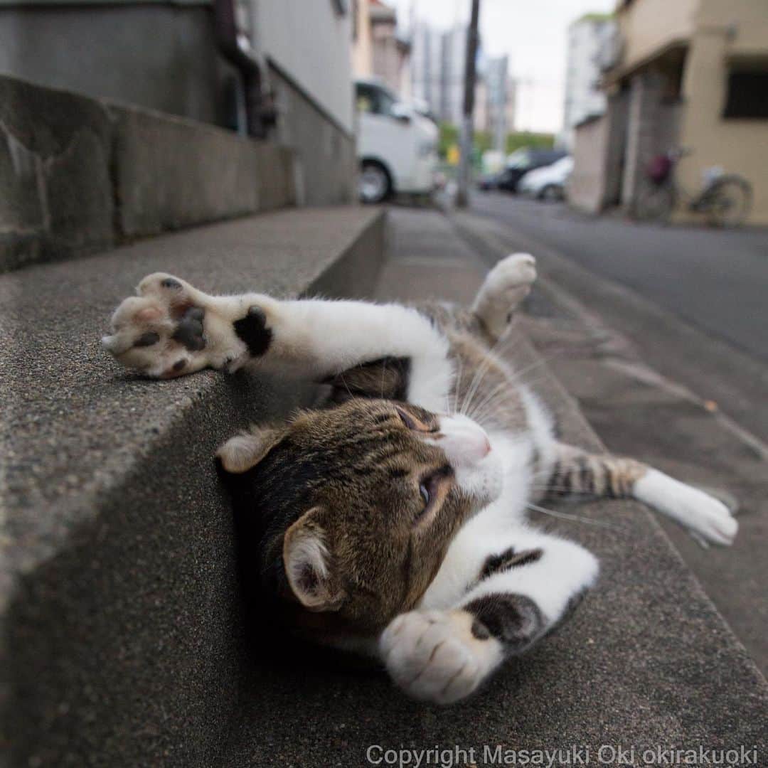 Masayukiさんのインスタグラム写真 - (MasayukiInstagram)「無防備さん。  #cat #ねこ」9月29日 17時11分 - okirakuoki