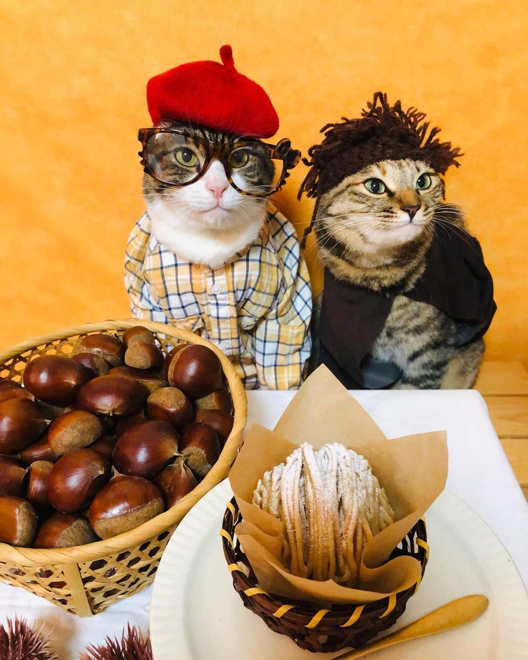 マロさんのインスタグラム写真 - (マロInstagram)「We love chestnuts🌰 SWIPE▶️ 🔸 いつもコメントありがとうございます😸🙏💕 返信出来なくてすみません🙇‍♀️ 全て拝見しています🐾 🔸 Thank you for your kind comments😸🙏💕 I'm sorry that I couldn't reply. 🔸 #cat#cats#catsofinstagram#😻 #cake#chestnut#montblanc  #にゃんすたぐらむ#ねこ#ネコ#猫 #autumn#秋#秋の味覚#栗#ケーキ #スイーツ#メガネ男子#glasses  #モンブラン#トロアベリー #猫のいる暮らし」9月29日 19時11分 - rinne172