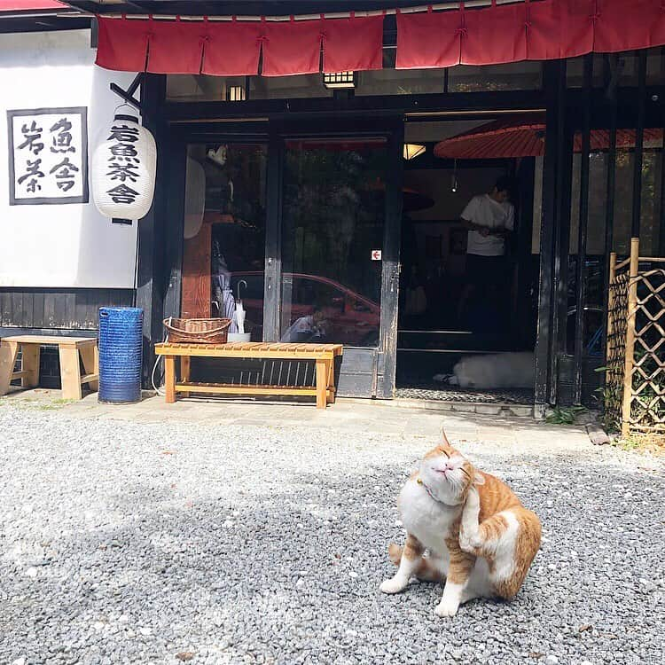 chiyo1173さんのインスタグラム写真 - (chiyo1173Instagram)「🌳 田舎のおばあちゃんの家に遊びに来ました！的な 笑 家族も親戚もみんな近くにいる私には田舎ないけど… ・ ・ 山梨への小旅行2日目は、 昔ながらの茅葺き屋根の景色が広がる #西湖いやしの里根場 に行ってきました。 すごく素敵な場所で癒された〜✨✨ ここ、めちゃくちゃおすすめです！ 山梨に行かれた際には是非♡ ・ ・ 兎にも角にも、雄大な自然の風景と山々のパワー、 そして温泉に癒された2日間でした。 山梨、ほんと良いところだわ🗻 日々の疲れをリセット出来たので、 また明日から頑張ろうっと٩(ˊᗜˋ*)و ・ ・」9月29日 19時47分 - chiyo1173