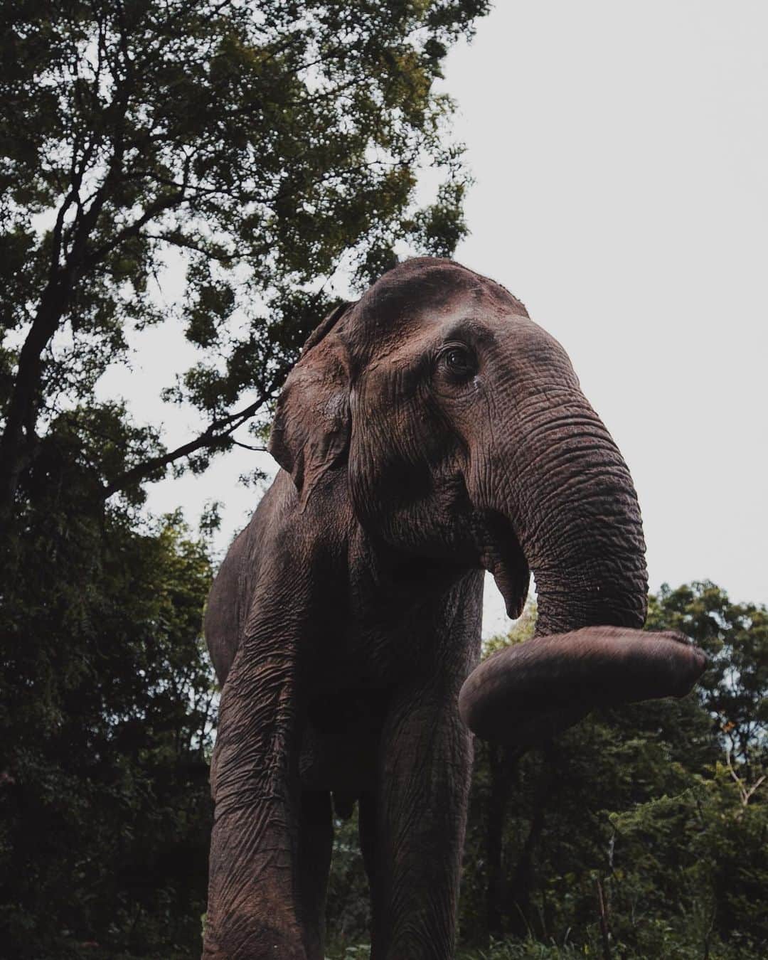 山中海輝さんのインスタグラム写真 - (山中海輝Instagram)「・ ・ 奇跡的に野生の象に会えた。 近くまで寄ってきたけど自然と恐怖心はなかった。 I met an elephant in the jangle. #srilanka  more photo→ @dear__sir」9月29日 19時48分 - kaikiyamanaka