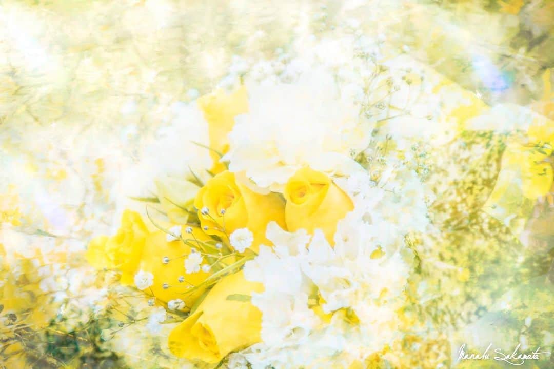 Manabu Sakamotoのインスタグラム：「. Nine of the panel meaning of 「happy yellow」 . . . . . . #moment #tokyocameraclub  #photooftheday #japan #instalike #yellow #colorsjp #naturephotography #my_eos_photo #canon #写真好きな人と繋がりたい #写真部 #黄色 #バラ #東京カメラ部 #写真が好き #キャノン #カメラ男子  #カメラ女子 #ig_japan #写真撮ってる人と繋がりたい #カメラのある生活 #pics_jp  #ファインダー越しの私の世界  #多重露光 #カメラ部 #ありがとう」