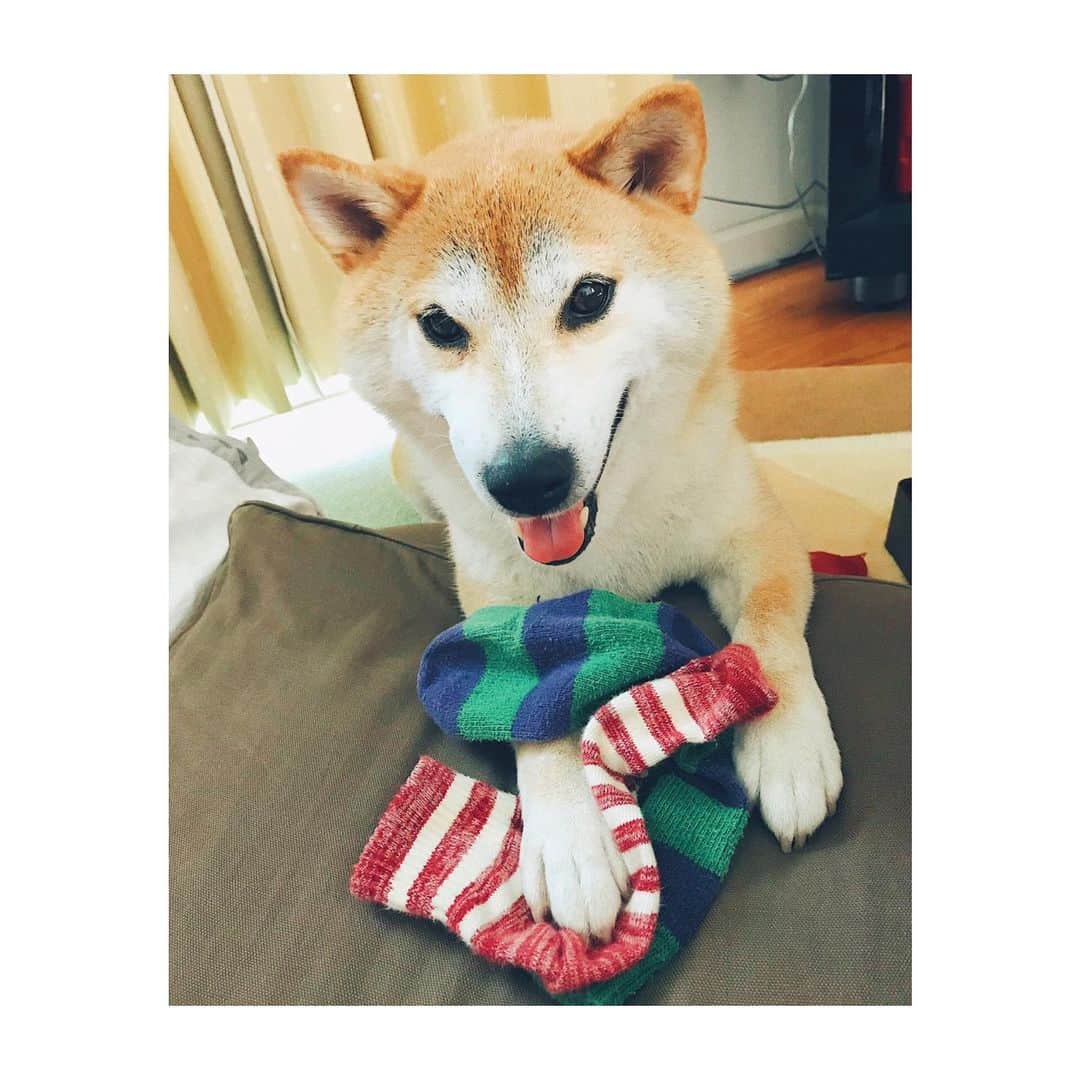 Hanamichi ＆ ℕㆁℜ〡ｋㆁ♡のインスタグラム：「１日３回は盗られてるな靴下🧦🐕 He is always loving my socks  #いたずらっこ #柴犬 #しばいぬ #子犬 #わんこ #dog #shiba #puppy #love #cute #vsco #squaready #shibastagram #dogsofinstagram」