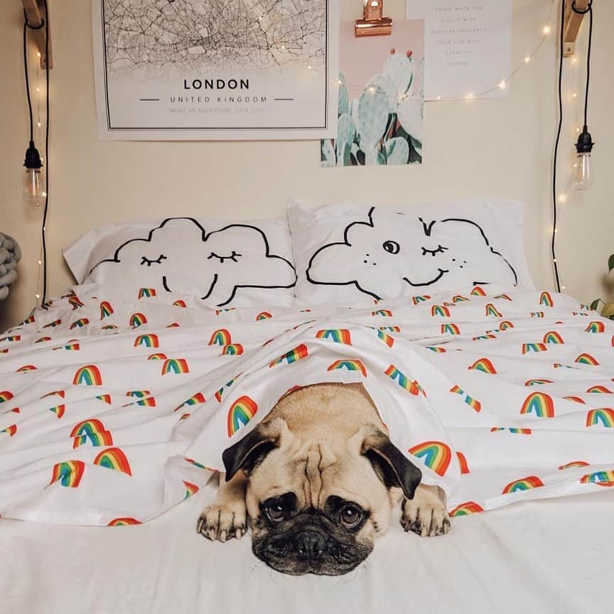 SHEINさんのインスタグラム写真 - (SHEINInstagram)「What does your Sunday look like? @honeyidressedthepug #SHEIN #SHEINinspo」9月29日 20時35分 - sheinofficial