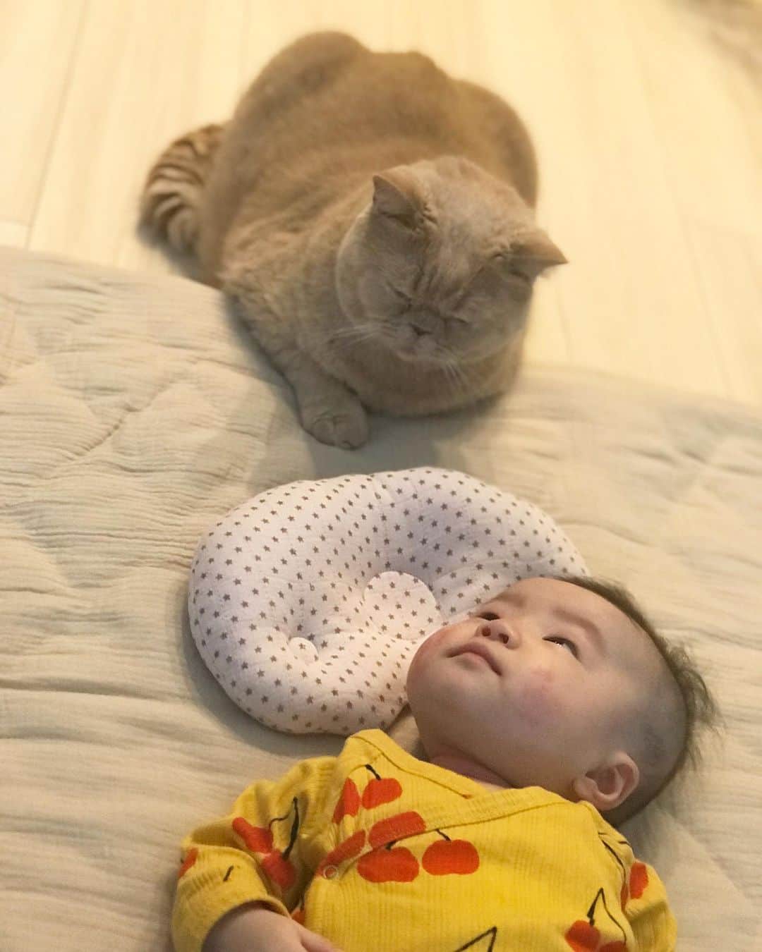 濱中鮎子のインスタグラム：「1〜3は、歩み寄った坊。4枚目は「やっぱこいつ無理！」という顔で少し離れた坊。  チャイ、今日もありがとうね😊  #世界で一番かわいい男子は君だよ  #cat #ネコ #小心者の親分 #チャイ坊 #チャイ #chai #britishshorthair #ブリティッシュショートヘア #クラッシュフェイス #ぶチャイく #愛の交歓  #坊の存在たまに気付くけど #まだこれといったリアクションは無い  #チャイ坊とお嬢 #チャイ坊の子守録」