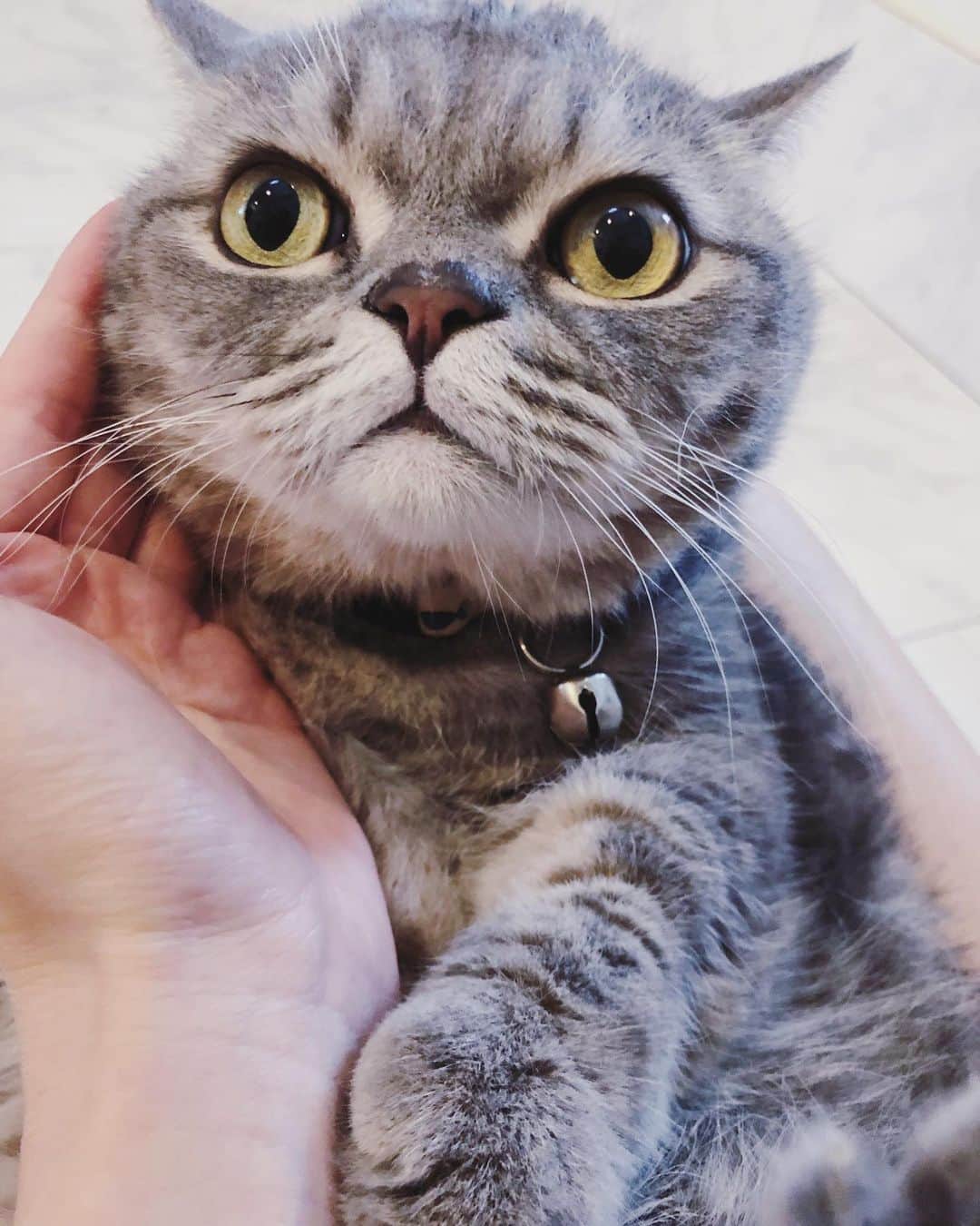 Pancakeのインスタグラム：「my bear ❤️ #cats #catlovers #catsconnect #catstagram #catsoninstagram #catsofinstagram #sgcats #pets #petlovers #pancake #instagramcats #munchkincats #neko #ねこ #マンチカン」