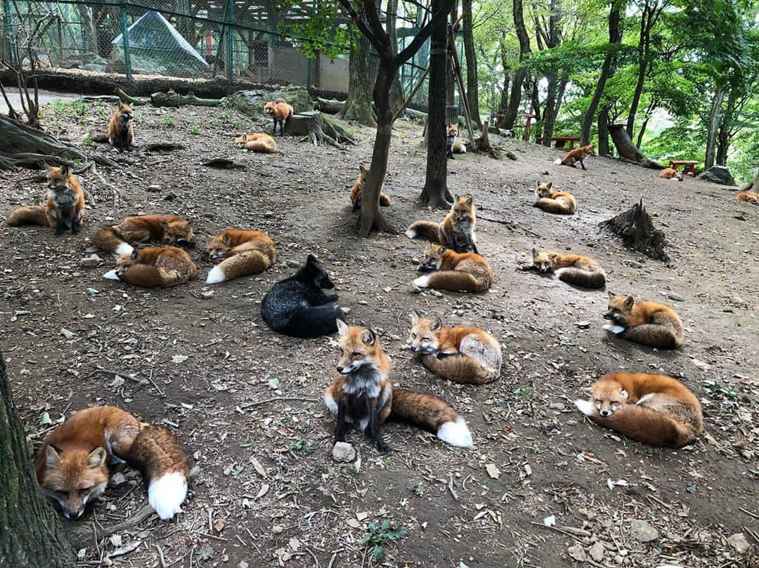 紗倉まなさんのインスタグラム写真 - (紗倉まなInstagram)「高専時代からの親友と仙台旅行へ。どの狐も美人で癒された。。。🦊 #蔵王きつね村」9月29日 20時49分 - sakuramanateee