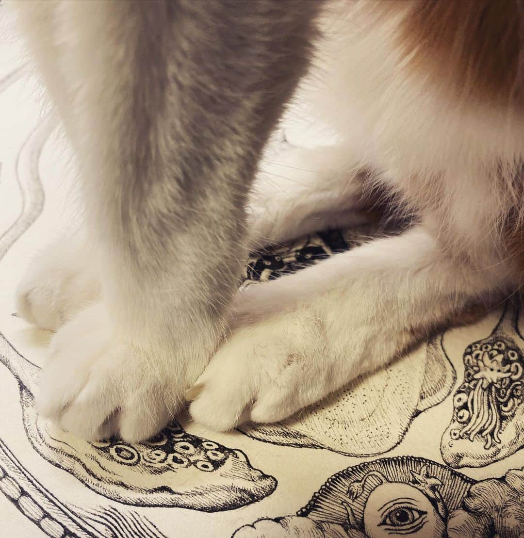 ヒグチユウコさんのインスタグラム写真 - (ヒグチユウコInstagram)「えのうえのねこ VS 絵描き」9月29日 21時19分 - yukohiguchi3