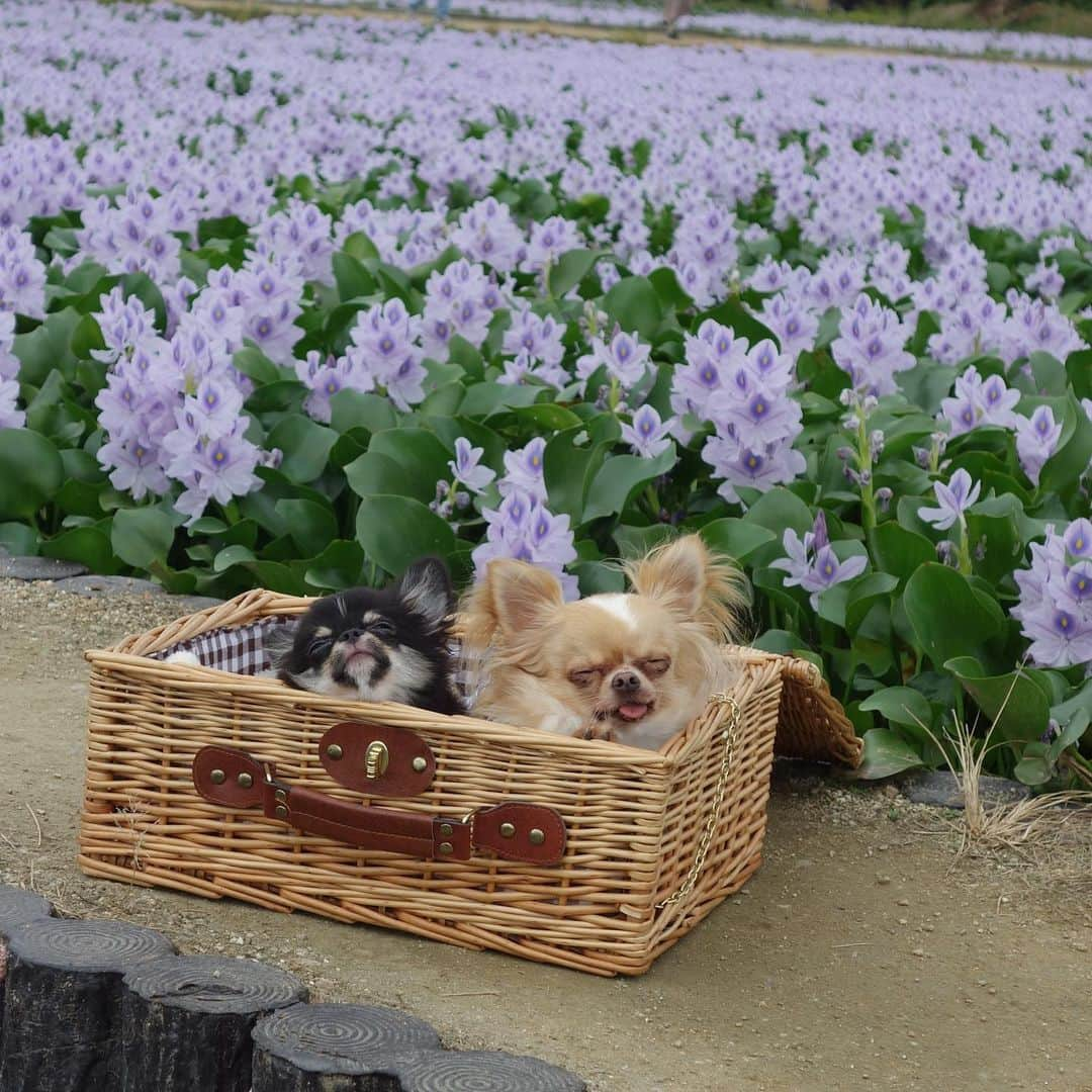 あゆさんのインスタグラム写真 - (あゆInstagram)「@roi70ちゃんとお出かけ😃✨ ホテイアオイが綺麗でした😊💖 スワイプして見てね👉😊❤️ ※ ※ #初お出かけ#初お散歩#人も犬も好き#だが#緊張したか#お目目 #しょぼしょぼおめめ ※ ※ #チワワパピー#3ヶ月#換毛期入った#お利口さん#トイレマナーが驚異的に優秀な子💮#👏 ※ ※ #チワワ大好き#チワワ多頭飼い #チワワ#ロンチー#long Chihuahua#chihuahua#chihuahuafamily#チワワなしでは生きていけません会#チワワオンリー #仲良しチワワ#chihuahuas#chihuahualove #chihuahuafanatic ※ ※ いつも見に来て頂きありがとうございます🙏😃💖 ご訪問できずごめんなさい🙇‍♀️🙇‍♀️ 2019 9 29 ルフィ リアン」9月29日 22時08分 - ayu_19990328